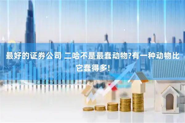 最好的证券公司 二哈不是最蠢动物?有一种动物比它蠢得多!